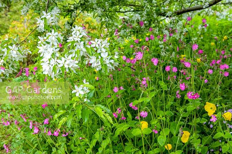 The Garden House, Devon, UK. Red Campion ( Silene dioica ) ,Pink Purslane and Welsh Poppies beneath Apple tree in blossom