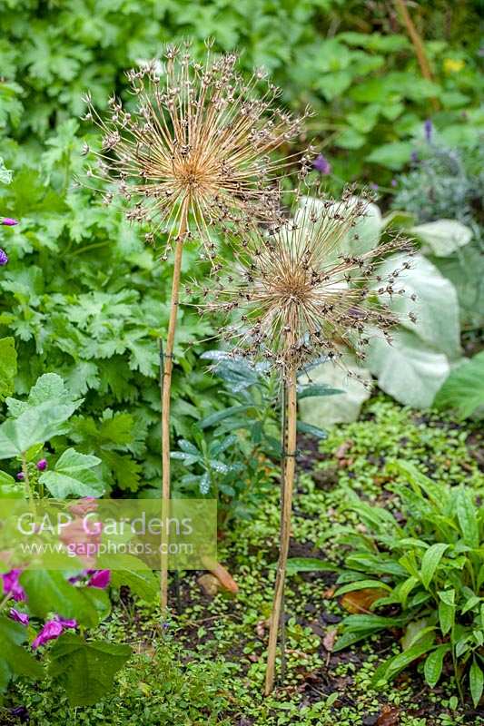 Allium seedheads in border, supported with canes