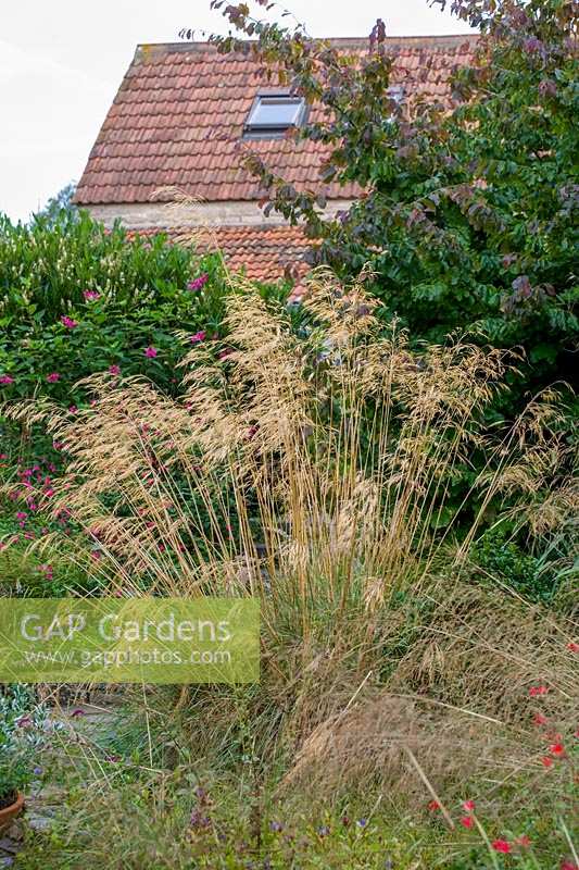 Special Plants ( Derry Watkin's garden ), Bath, UK. Late summer, Stipa gigantea ( Giant Oat Grass ) in the grass garden