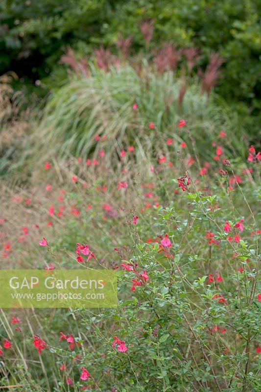 Special Plants ( Derry Watkin's garden ), Bath, UK. Late summer, Salvia in drifts