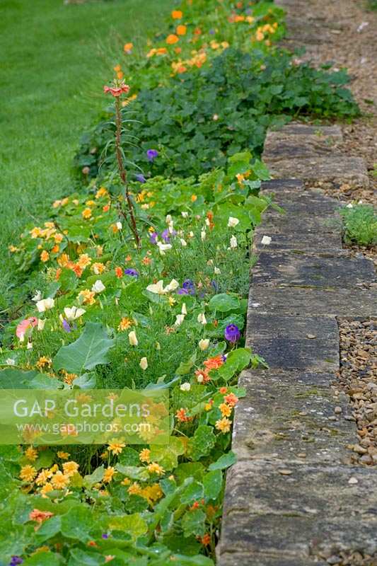 Special Plants ( Derry Watkin's garden ), Bath, UK. Late summer, Nasturtiums edging the path