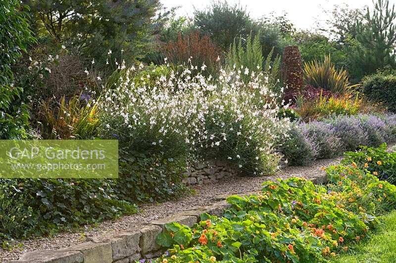 Special Plants ( Derry Watkin's garden ), Bath, UK. Late summer, gravel path between informal borders