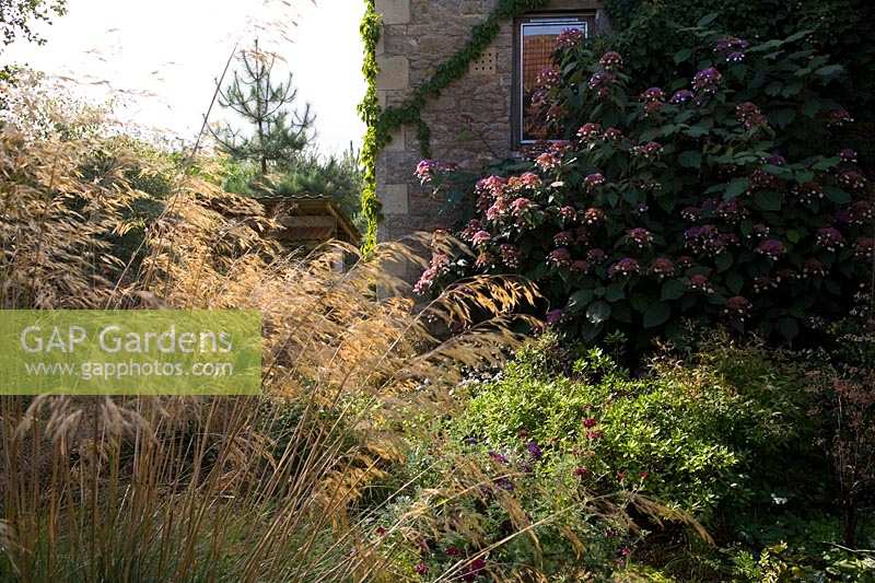 Special Plants ( Derry Watkin's garden ), Bath, UK. Late summer, the grass garden with Hydrangea aspera against wall