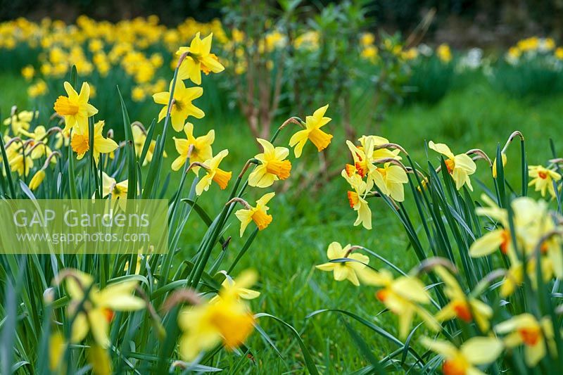 Cotehele Garden, Cornwall, ( N.T ).  Spring Daffodils in the orchard garden