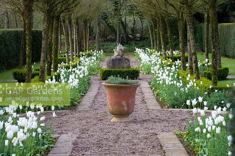 Cothay Manor Garden ( Somerset ) in spring ( Robb ) Tulip 'White Triumphator' edging the Unicorn Walk,( PR available )