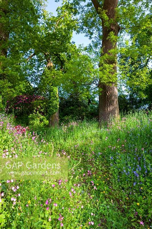 Wild flower meadow planting beneath tree with Red Campion and Bluebells
