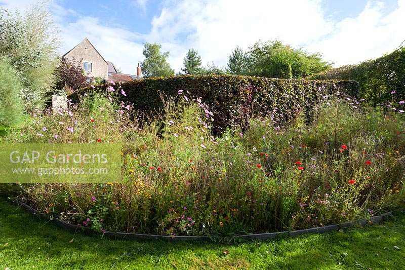 Derry Watkins Garden at Special Plants, Bath, UK. Informal annual border with Cosmos, poppies etc