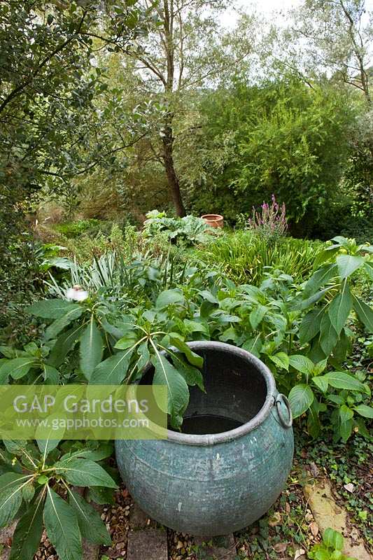 Derry Watkins Garden at Special Plants, Bath, UK, container with Impatiens tinctoria and Rheum palmatum in distance