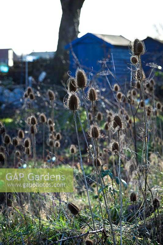 Teasel seed heads on allotment with painted sheds behind