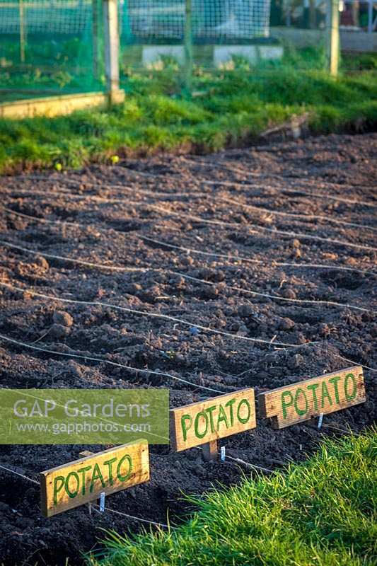 Newly planted potato patch on allotment