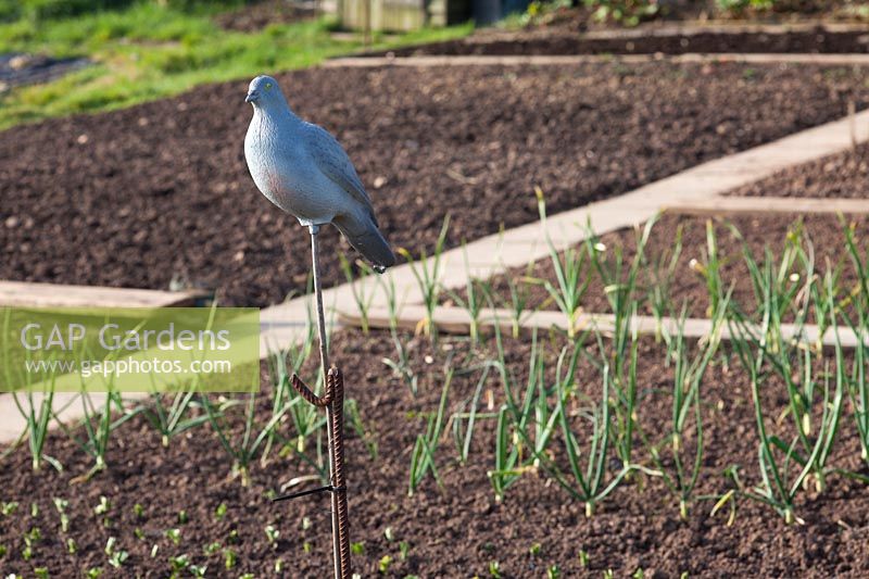 Over wintering onion bed on allotment