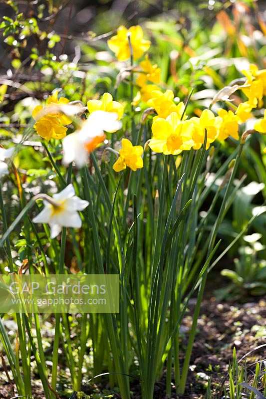 Daffodils ( Narcissus ) in spring sun, Docton Mill, Devon