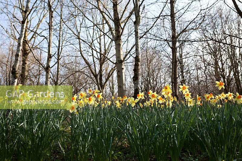 Drifts of Daffodils ( Narcissus ) at Docton Mill, Devon, Spring