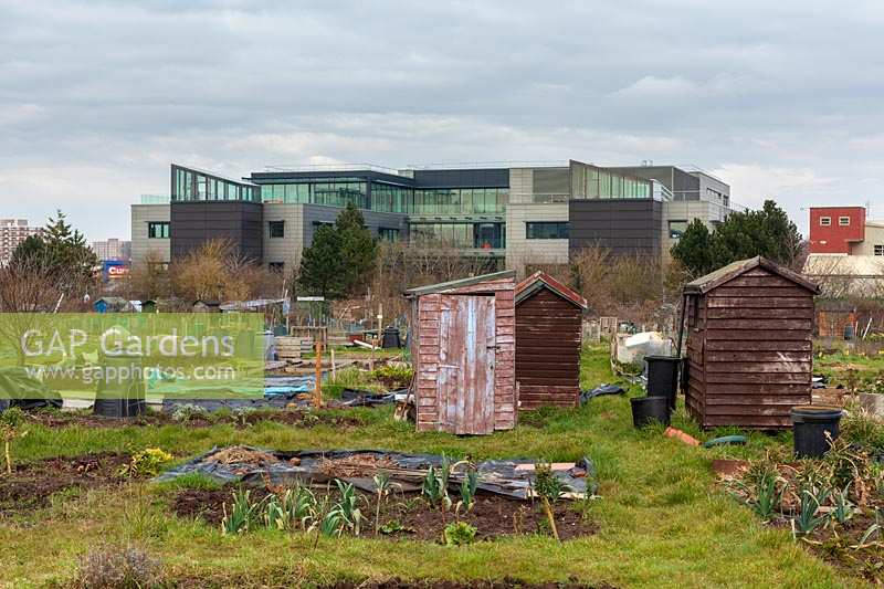 Allotments in early spring