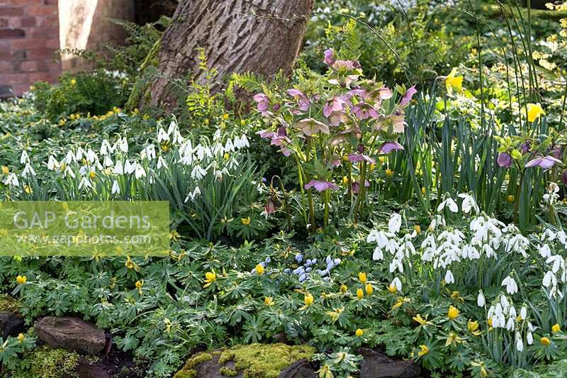 Dial Park, Worcestershire, spring bulb garden with Hellebores and Snowdrops