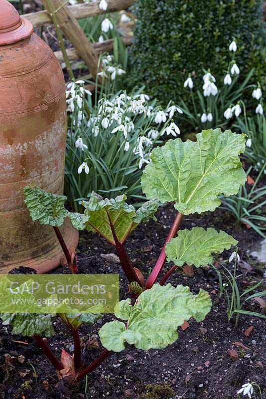 Dial Park, Worcestershire, spring bulb garden early rhubarb in the vegetable garden