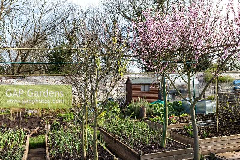 Allotment with raised beds and cherry tree