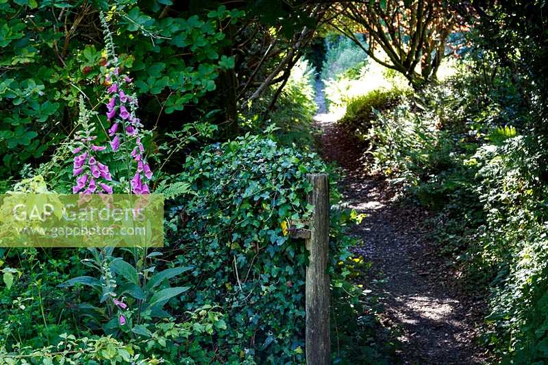 The Garden House, Devon, foxgloves at the entrance to a shady path in the garden