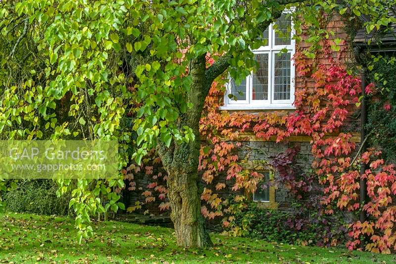 Mulberry Tree ( Morus nigra ) outside house covered with Virginia Creeper in autumn