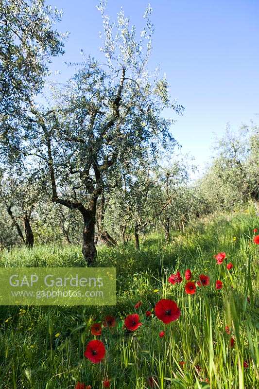 Old Olive groves with poppies  in Tuscany, Italy