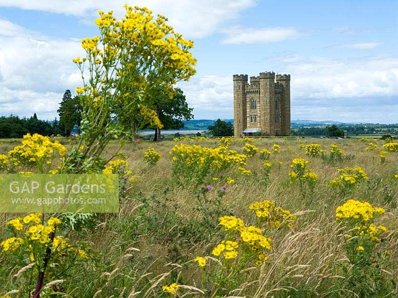 The folly on the Berkeley Estate, Gloucestershire, in a field of Ragwort