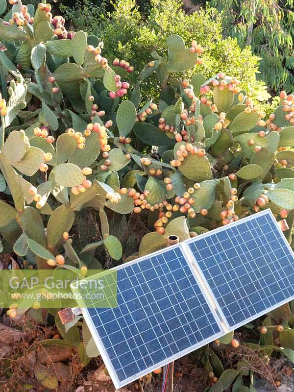 Solar panels with prickly pear