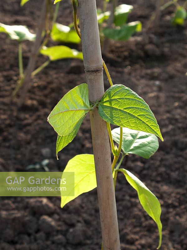 Runner bean entwined around bamboo cane