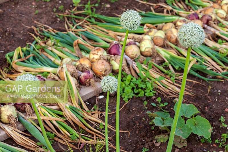 Onions drying on allotment