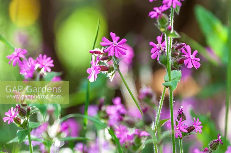 Red Campion ( Silene dioica )