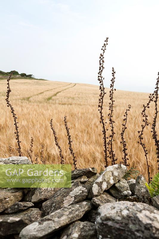 Foxglove seed heads at field edge, South Devon