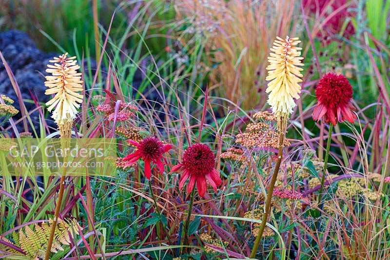 Hampton Court Flower Show 2014, Garden designed by Nilufer Danis. Hot planting of Echinacea 'Eccentric', Imperata cylindrica 'Red Baron', Pennisetum thunbergii 'Red Buttons' and Echinacea 'Tomato Soup'