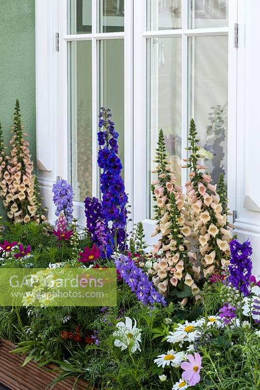 Delphinium, Foxgloves and Cosmos growing beside conservatory windows