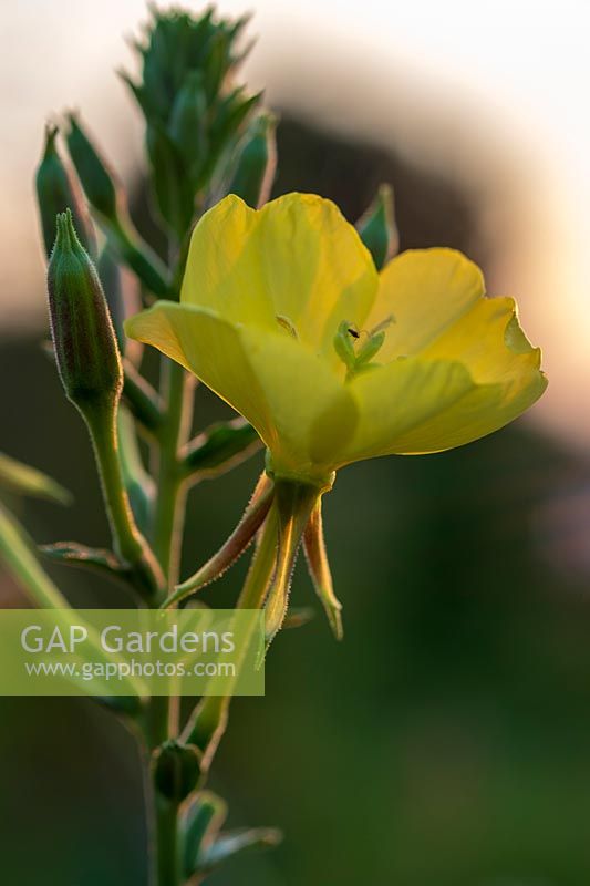 Oenothera biennis ( Evening Primrose )