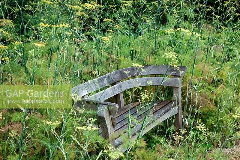 Wooden bench surrounded by fennel seedlings , at Hanham Court Gardens, Bristol