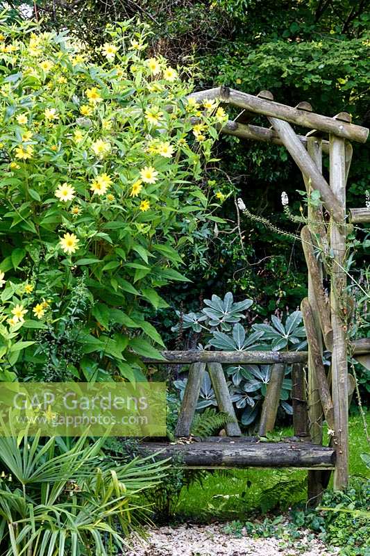 Jackie Healy's garden near Chepstow. Early autumn garden. Rustic wooden arbour with Helianthemum 'Lemon Queen'