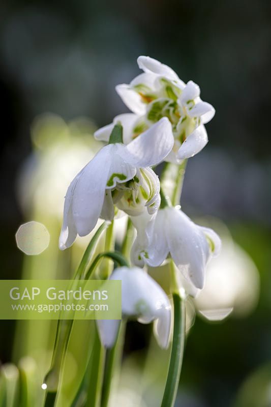 Galanthus 'Flore Pleno', double snowdrop