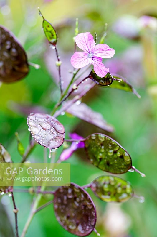 Lunaria annuua, Honesty, seedheads covered in dewdrops