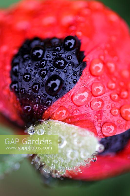 Papaver commutatum 'Ladybird' with dewdrops