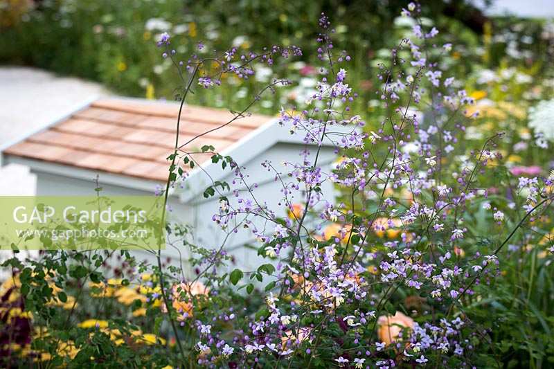 Hampton Court Flower Show, 2017. 'It's all about Community' garden, des. Andrew Fisher Tomlin and Dan Bowyer. Beehive and Thalictrum delavayi