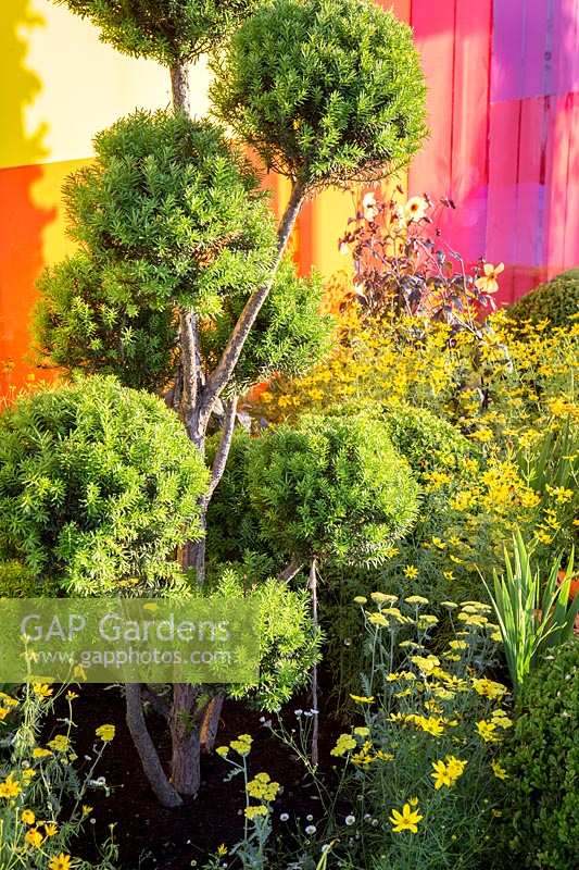 Hampton Court Flower Show, 2017. Journey Of Life garden, des. Edward Mairis. Cloud topiary plants in very colourful courtyard garden, with acrylic walls