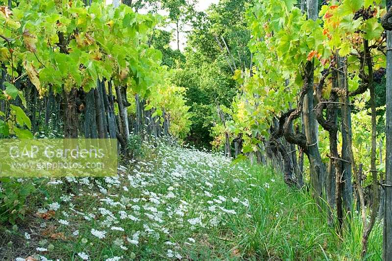 Wild flowers growing between vines in Northern Tuscany, Italy