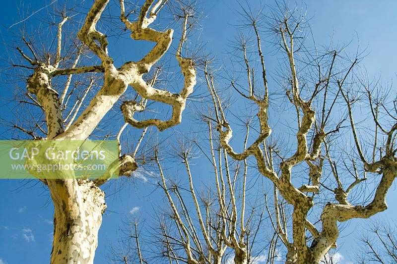 Pollarded London Plane tree ( Platanus x hispanica ) showing white mottled bark against blue sky