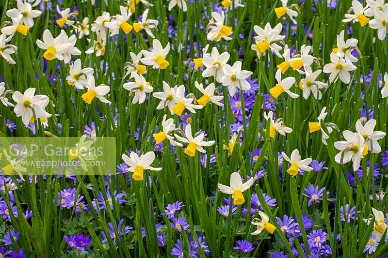 Narcissus 'Jack Snipe' and Anemone blanda