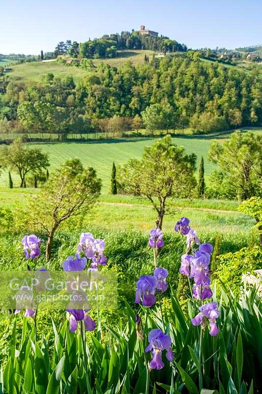 Monterchi, Tuscany, Italy. Typical early summer Tuscan landscape with Bearded Iris