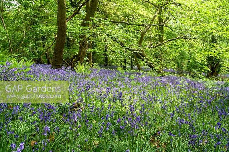 Priors Wood, North Somerset, Bluebells growing beneath mature woodland trees