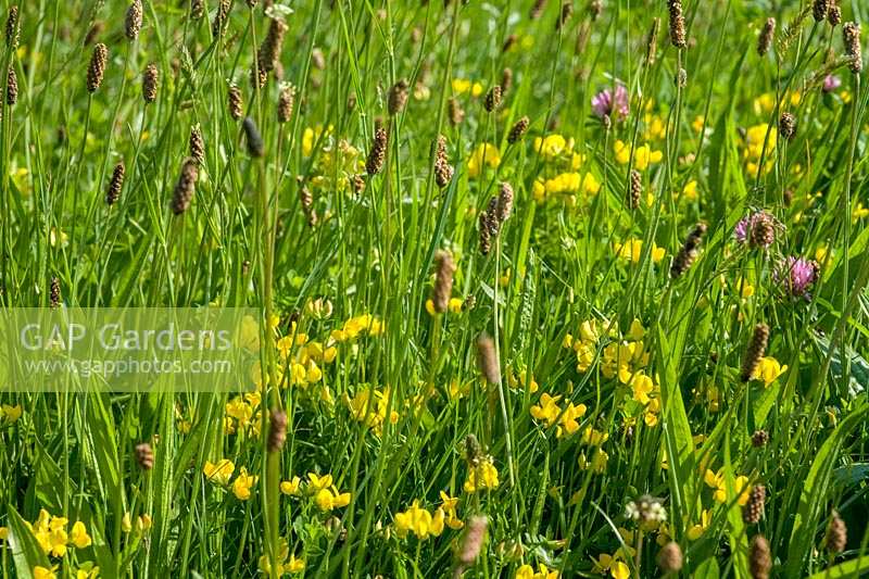 Skylark Meadows, Somerset, UK. Wildflower meadows; plantain, birds-foot trefoil, clover