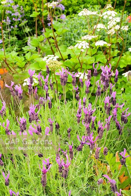 Jekka McVicars show garden for Hampton Court Flower show 2006.Lavandula pedunculata subsp. pedunculata
