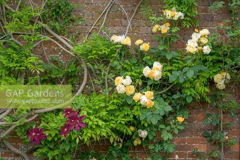 Hillesley House, Gloucestershire, UK ( Walsh ) Rose ( Rosa 'Graham Thomas' ) and Clematis covering brick wall