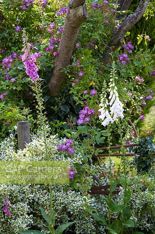 Hunts Court Gardens and Nursery, Gloucestershire, UK ( Keith Marshall ) Summer rose garden with Foxgloves