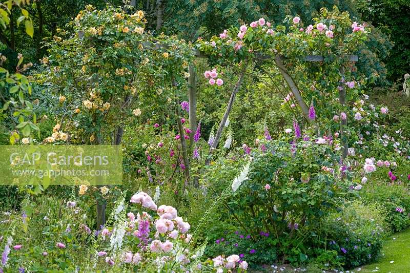 Hunts Court Gardens and Nursery, Gloucestershire, UK ( Keith Marshall ) Summer rose garden wooden fencing with climbers